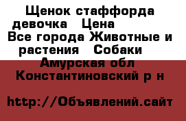 Щенок стаффорда девочка › Цена ­ 20 000 - Все города Животные и растения » Собаки   . Амурская обл.,Константиновский р-н